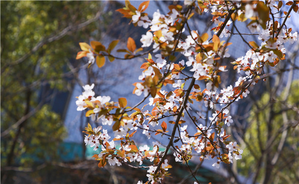 春暖花開，等你歸來——邀你云賞南新春景，以慰思念