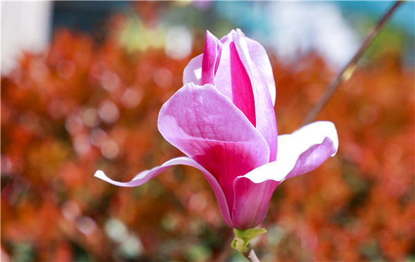 春暖花開，等你歸來——邀你云賞南新春景，以慰思念