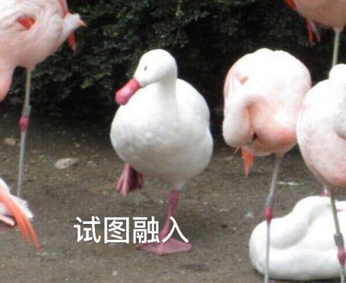 新華互聯(lián)網(wǎng)科技正式入駐Bilibili！會摩擦出什么樣火花呢？